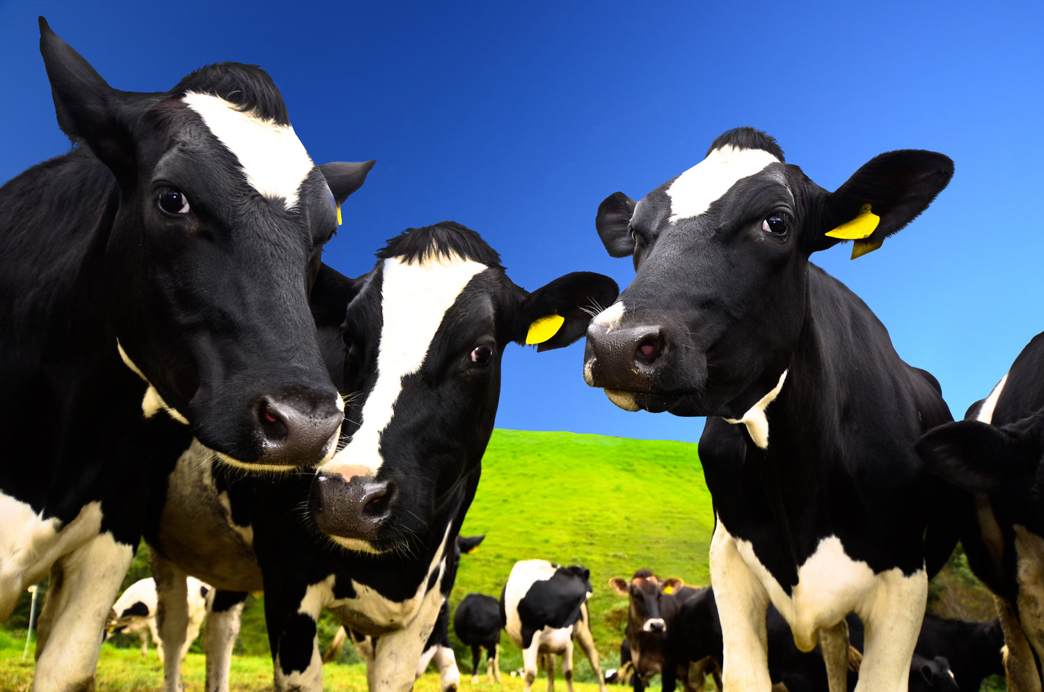 Why Grass Fed Whey Protein Powders should be your only choice
